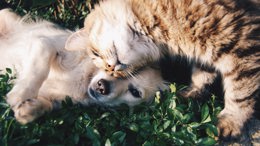 Pet Bereavement and Pet Loss helpline